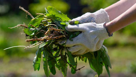 What Are The Best Tools For Weeding My Garden Quickly And Effectively?